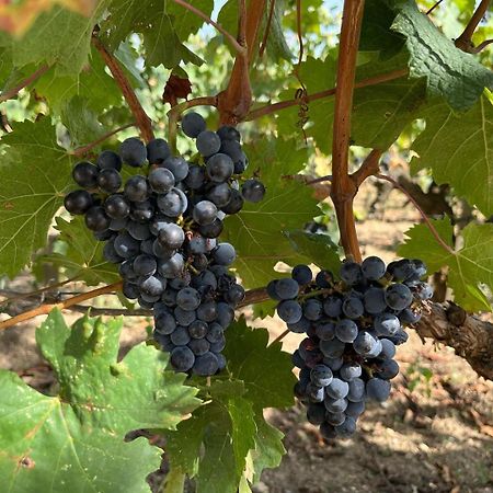 Apartamento Les Logis Des Vignobles Sainte Emilion En Duplex N 1 Avec Terrasse Exterior foto