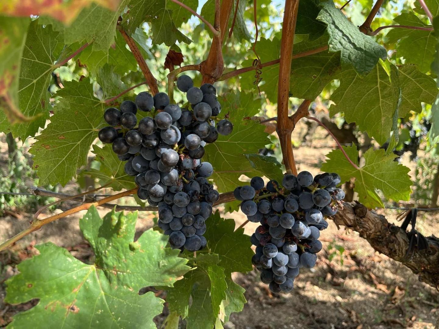 Apartamento Les Logis Des Vignobles Sainte Emilion En Duplex N 1 Avec Terrasse Exterior foto